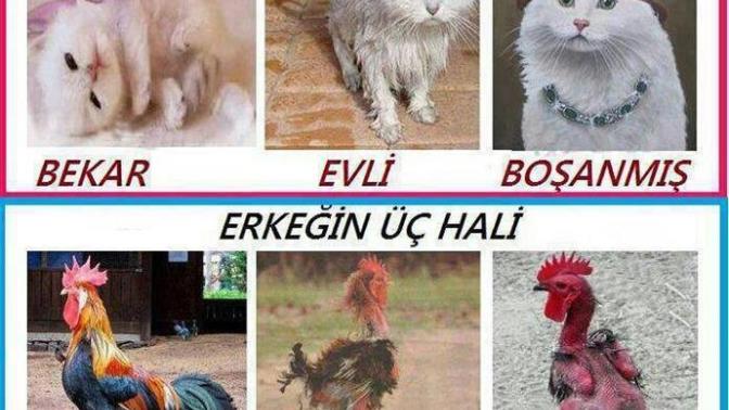 Evli olmak mı daha iyi bekar olmak mı?
