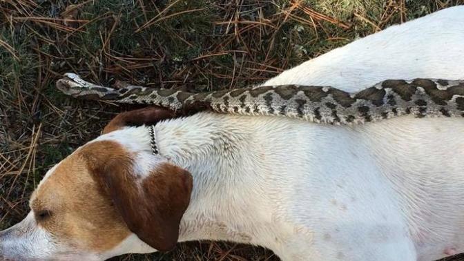 Fotoğraftaki Köpeği Sokan Yılanın Cinsi Ne :) ?
