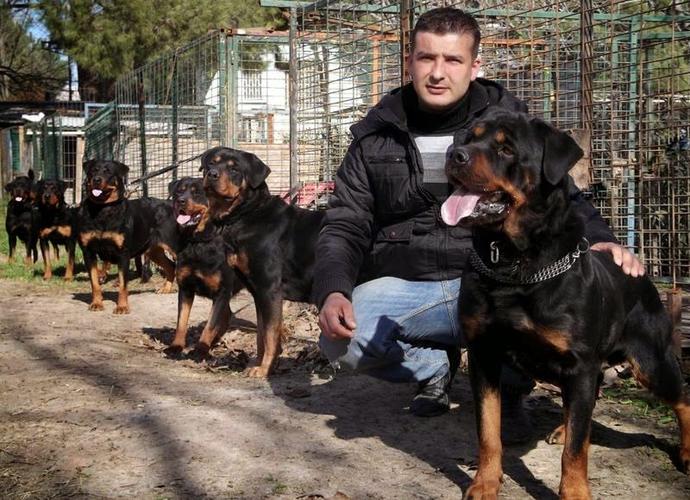 Hepsi benim olsun istiyorumm :) Rottweiler sevenler var mı benim gibi ?