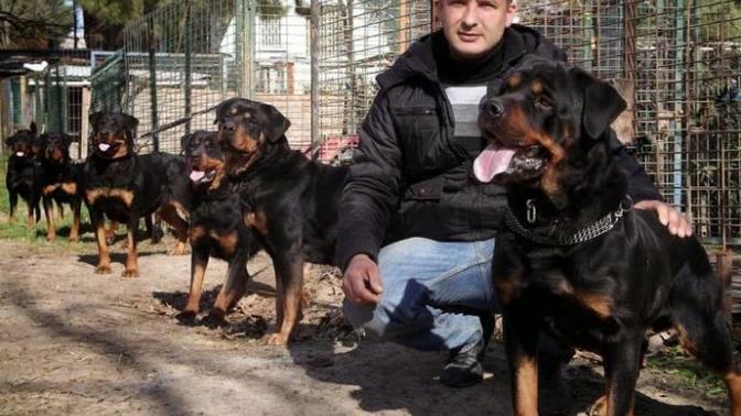 Hepsi benim olsun istiyorumm :) Rottweiler sevenler var mı benim gibi?