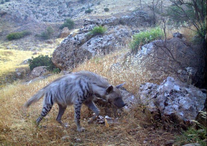 Ülkemizde Çizgili Sırtlanlar Hangi Bölgede Yaşıyor :) ?