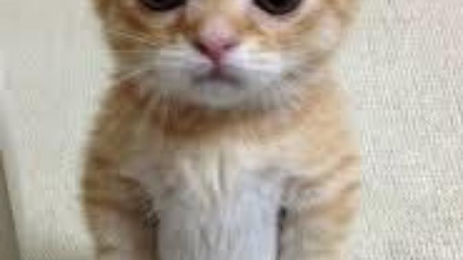Kedi kedi mamasından başka ne yer ekmek süt falan :D :D :) :) ?