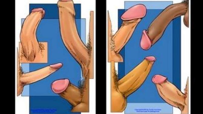 Kızlar, hangi penis türü sizce?