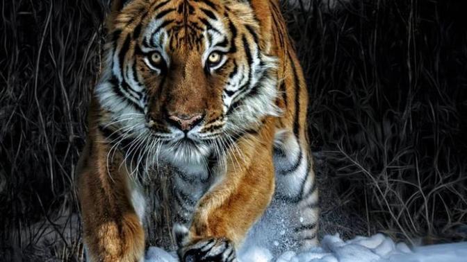 Aslan mı? Kaplan mı?