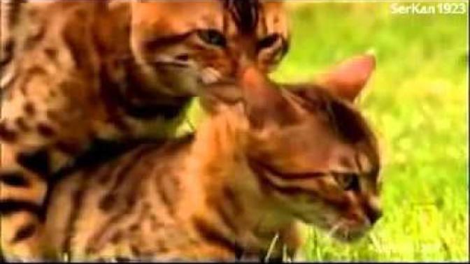Dişi Kediler Sevişirlerken Neden Aşırı Acı Hissederler?