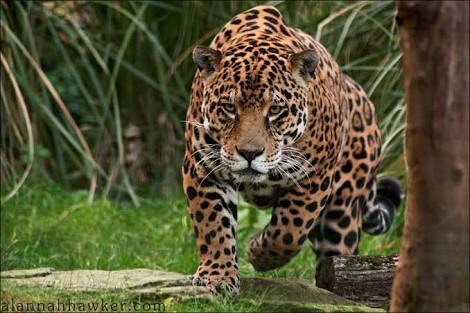 Aslan VS Jaguar? Hangisi Daha Güçlü?