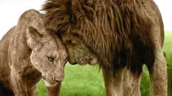 Aslan VS Jaguar? Hangisi Daha Güçlü?