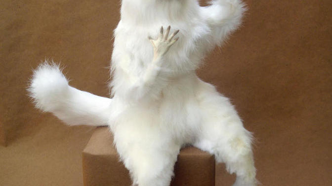Bu kedi oje mi sürmüş?