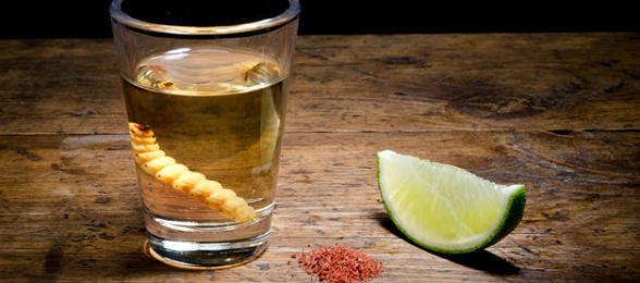 Mezcal(kurtlu tekila)'yı bilen var mı ?