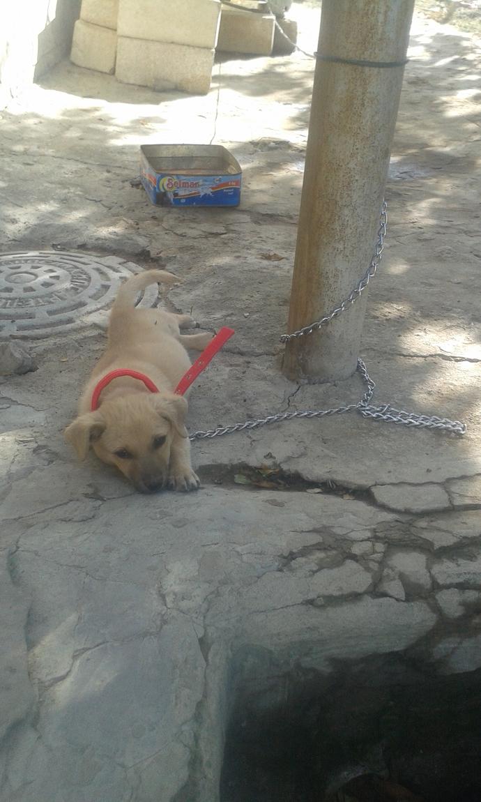 Yavru köpeği zincirlemek olurmu?