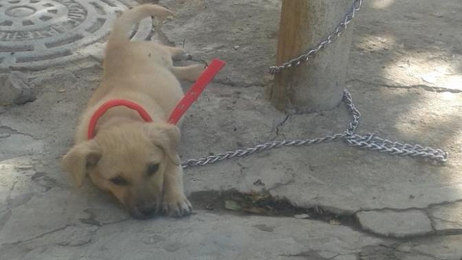 Yavru köpeği zincirlemek olurmu?