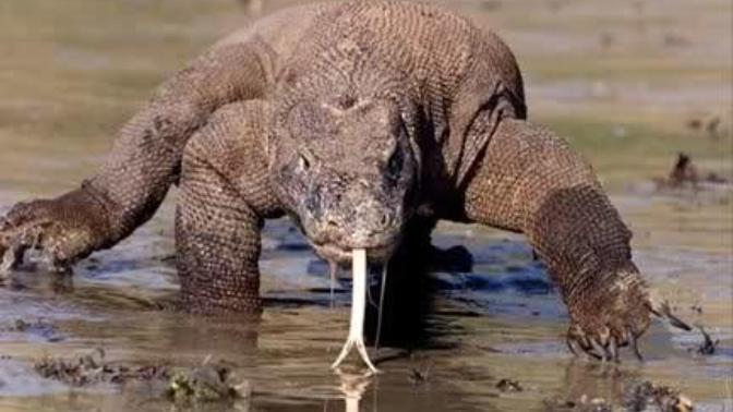 Evde kertenkele var, yardım edin yahu :/ Timsah mıdır dinozor mudur nedir! ?