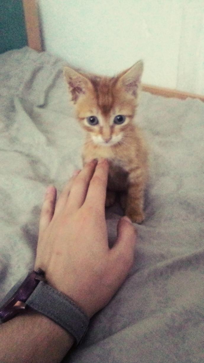 Kedi neden ağızdan kokar: sorunun nedenleri ve çözümü Kedi neden ağızdan kokar: sorunun nedenleri ve çözümü