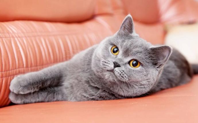 kedi osuruğu