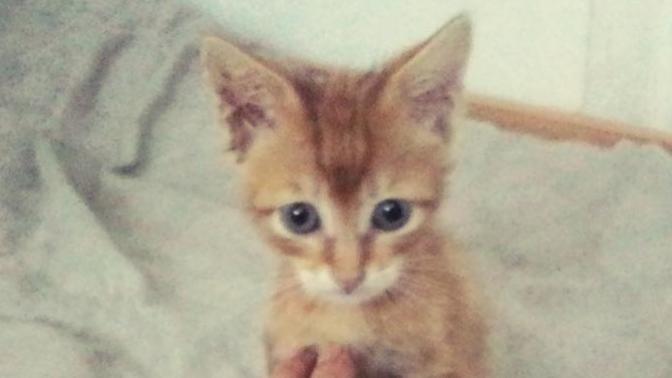 Kedi osuruğu problemi?