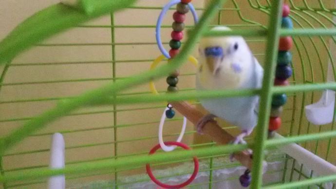 Sizce muhabbet kusuma nasıl bir eş secmeliyim renk olarak?
