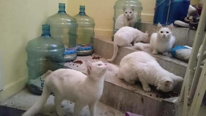 Bahçemizdeki kediler için damacanadan yuva yapcam. dışını strafor ile kaplamak istiyorum?