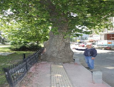 Kaldırımın ortasına ağaç dikmenin mantığı nedir arkadaşlar 🌴🌳 ?