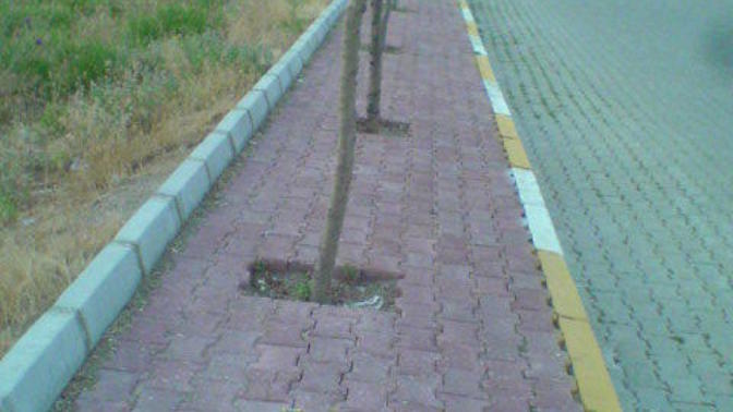 Kaldırımın ortasına ağaç dikmenin mantığı nedir arkadaşlar 🌴🌳 ?