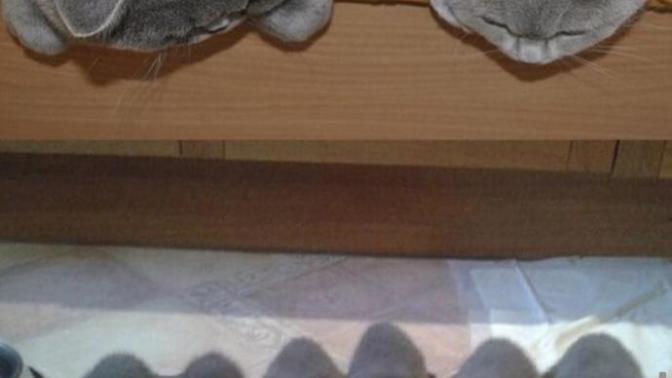 Kalabalık bir aile mi, çekirdek bir aile mi istersiniz?