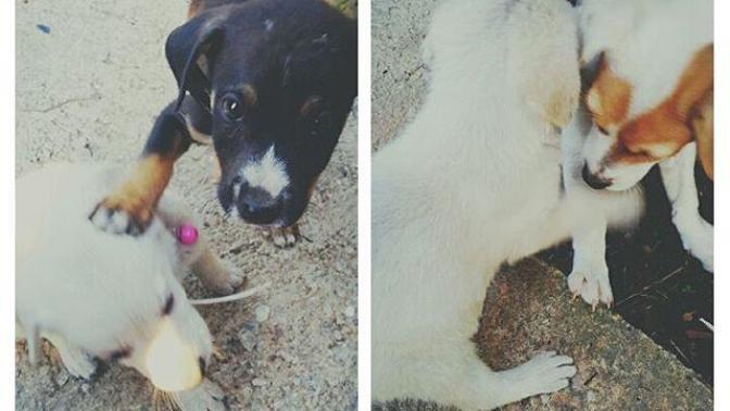 Köpeğim bu arkadaşlar, sizce çok saldırgan olur mu?