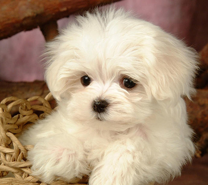 Evde köpek beslemiş olanlar bakabilir mi?