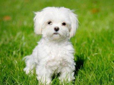 Evde köpek beslemiş olanlar bakabilir mi?