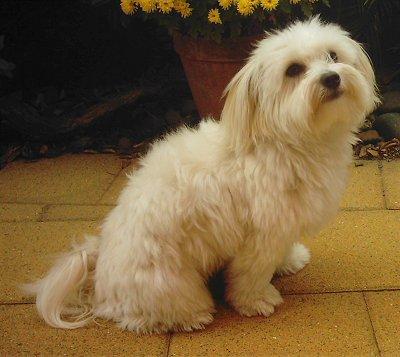 Evde köpek beslemiş olanlar bakabilir mi?
