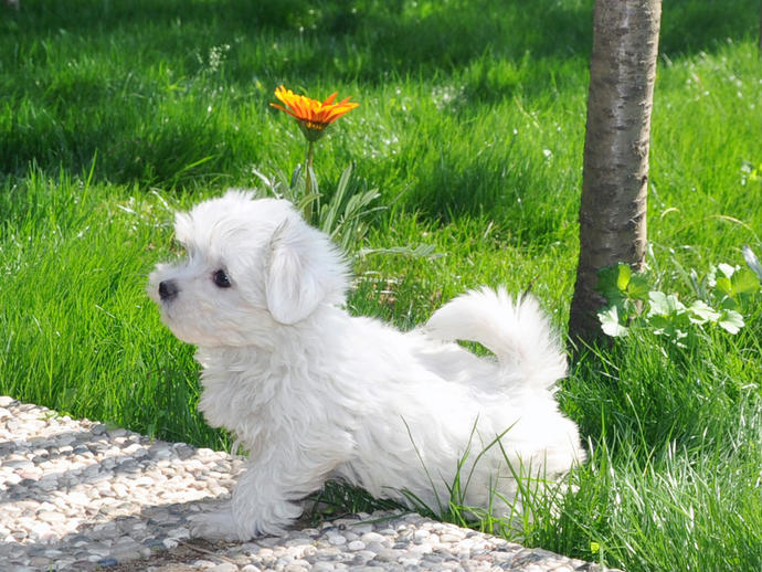 Evde köpek beslemiş olanlar bakabilir mi? KizlarSoruyor