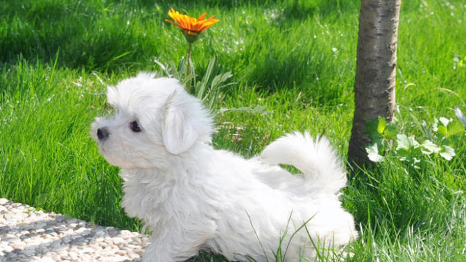 Evde köpek beslemiş olanlar bakabilir mi?