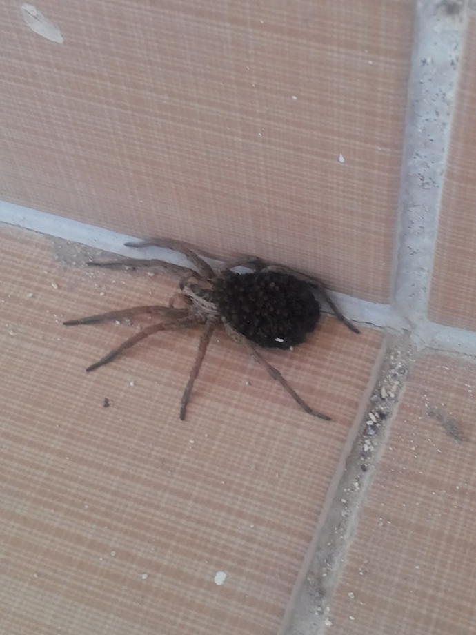 Balkonda Kocaman Değişik  bir  Örümcek VARRRR (RESİMLİ) ??