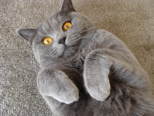 british scottish kedi