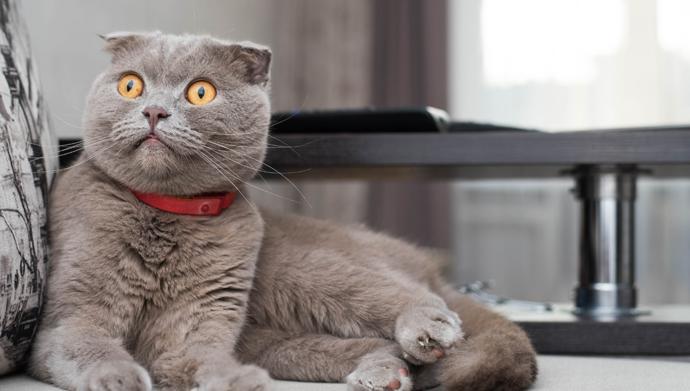 British Shorthair mı Scottish Fold mu? Arasındaki Farklar Nelerdir
