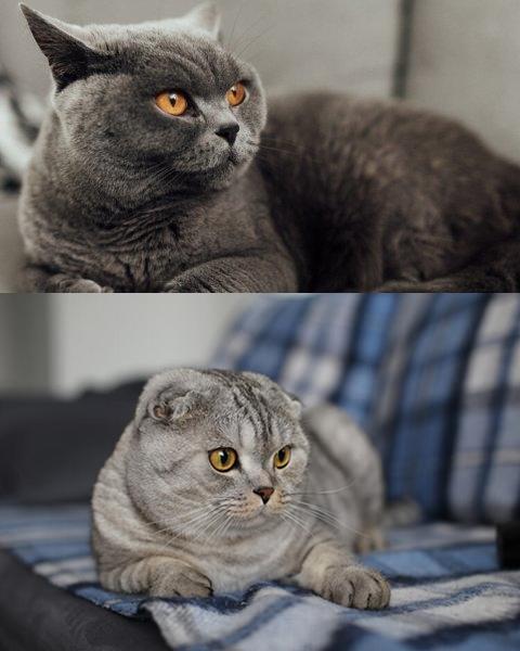 scottish fold ve british shorthair farkı