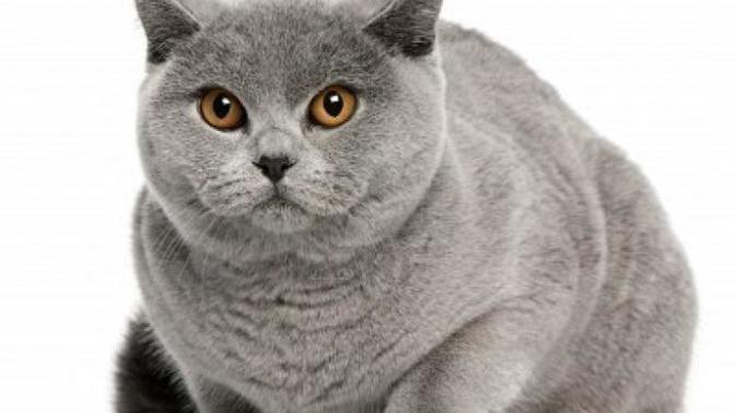 British Shortair mi Scottish fold mu? Farkları neler?