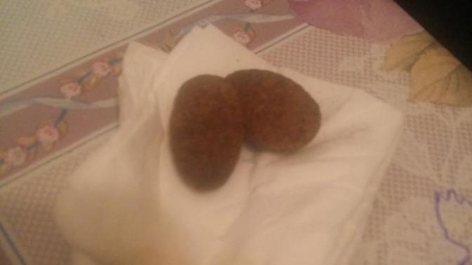 Bu fare pisliği olabilir mi ki?