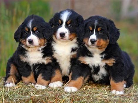 Bernese dağ köpeği hayranları ve sahipleri :) ?