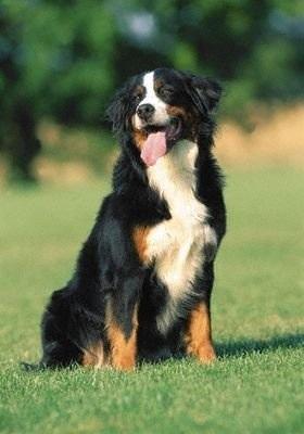 Bernese dağ köpeği hayranları ve sahipleri :) ?