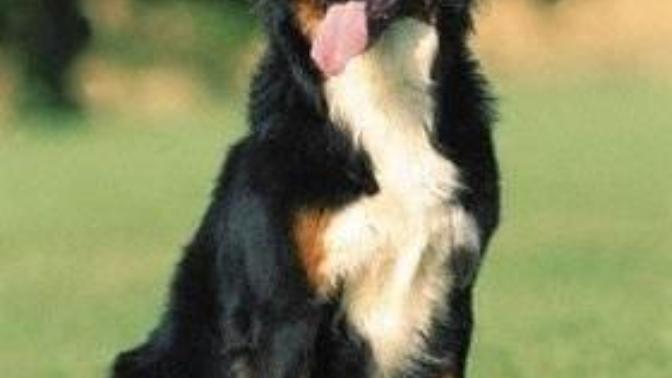 Bernese dağ köpeği hayranları ve sahipleri :) ?