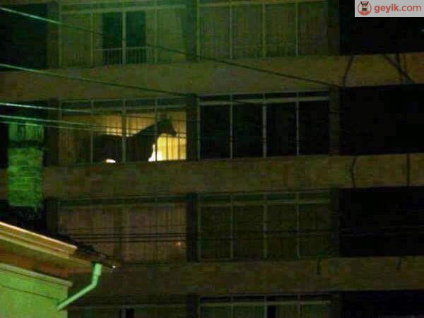Evde At mı beslenir ?
