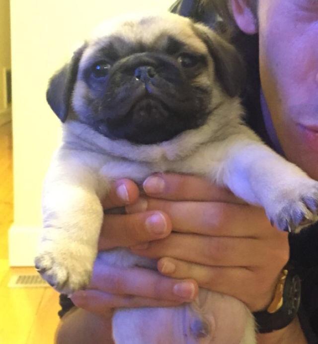 Siyah pug mı? Beyaz pug mı?
