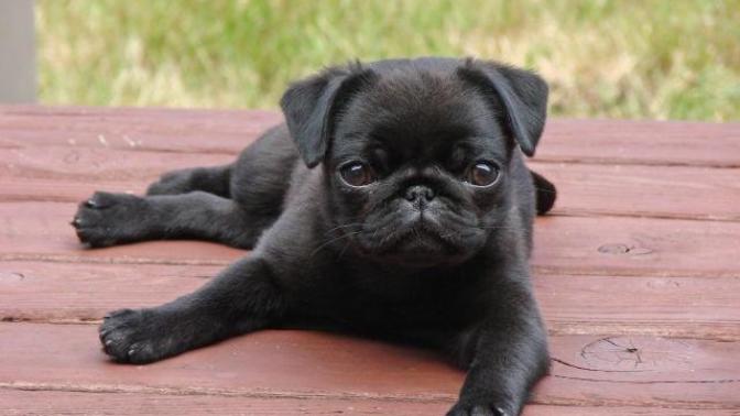 Siyah pug mı? Beyaz pug mı?