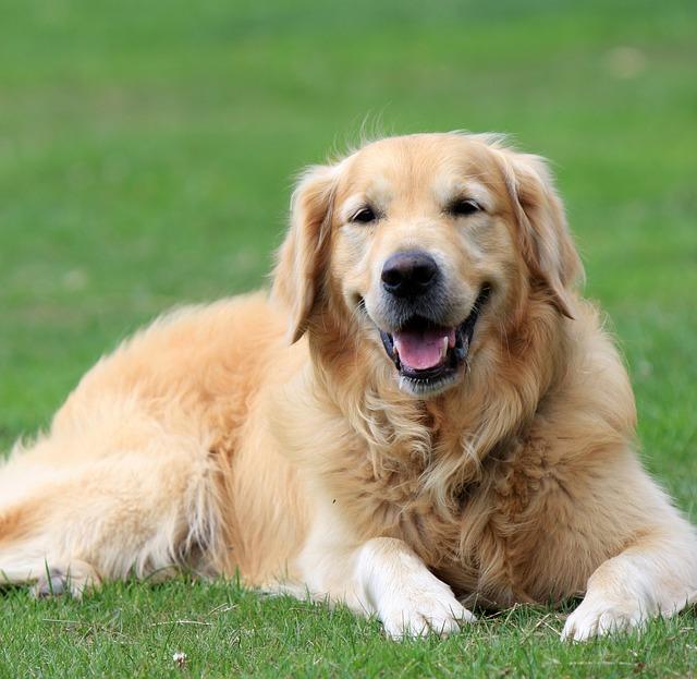 Kangal'mı, Golden'mi, Hangisini daha çok seviyorsunuz ve sahibi olmak istersiniz?