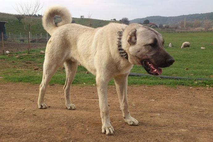 Kangal'mı, Golden'mi, Hangisini daha çok seviyorsunuz ve sahibi olmak istersiniz ?