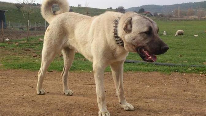 Kangal'mı, Golden'mi, Hangisini daha çok seviyorsunuz ve sahibi olmak istersiniz?