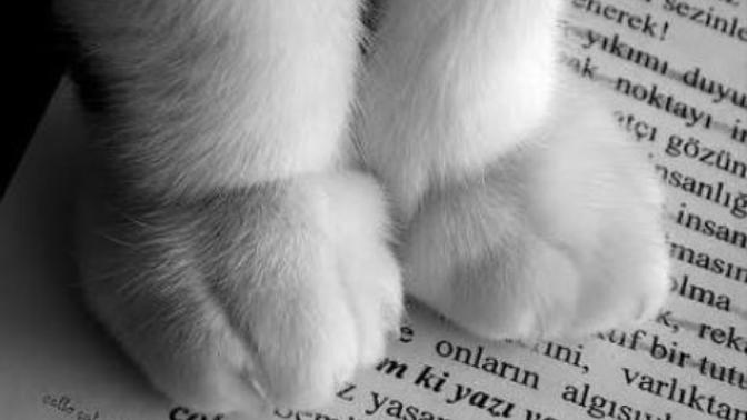 Kedi patileri çok sevimli değil mi?