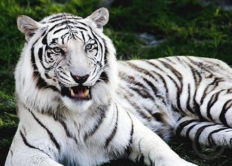 Seçme şansınız olsa, hangi vahşi hayvana sahip olmak isterdiniz? 🐘🐗🐯🐊🐕?