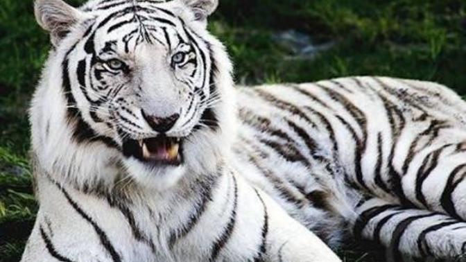 Seçme şansınız olsa, hangi vahşi hayvana sahip olmak isterdiniz? 🐘🐗🐯🐊🐕?