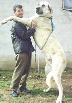 Kangal mı Kaplan mı?