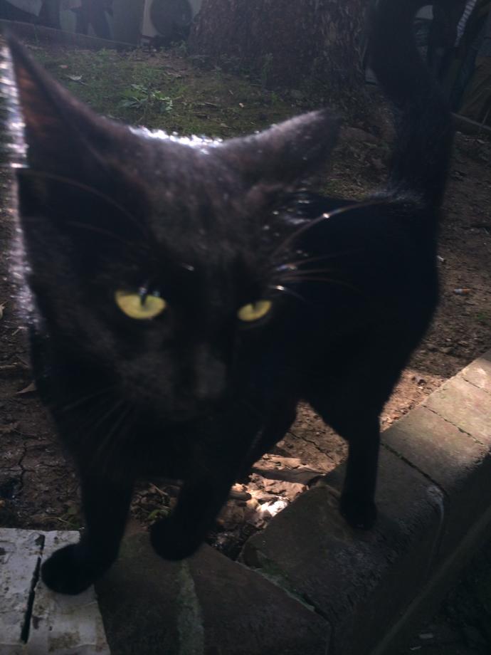 Bu gün üniversitede panter gördüm! Yeşil gözlü simsiyah panter yavrusu, fotosu linkte nasıl sizce?